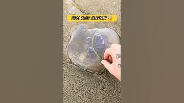 Rescuing Huge Slimy Moon Jellyfish #shorts