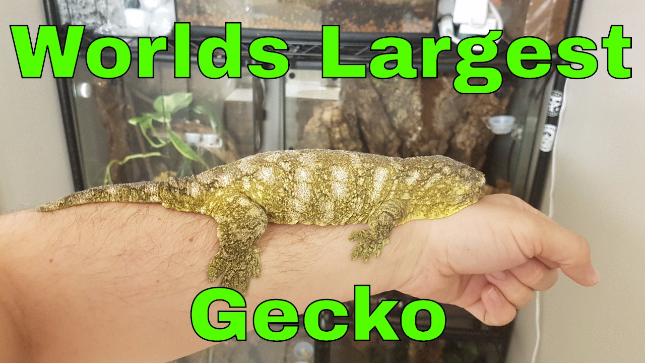 The Worlds Largest Gecko Leachianus Geckos YouTube The Worlds Largest Gecko Leachianus Geckos YouTube
