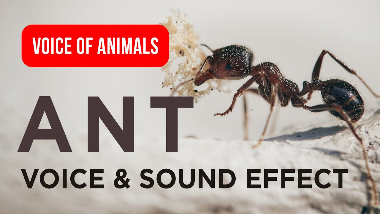 Ant Voice & Original Sounds for Kids Learn Ants 🐜✨ Close-Up Nature 
