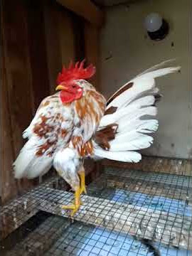Ayam serama kontes Mr.serama