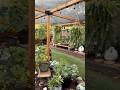 Succulent garden on rainy day ❤️#plants #garden #rainsounds #rain #succulentgarden #morningcoffee