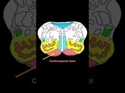 Medulla X Section Shorts Brainanatomy Biology Anatomy