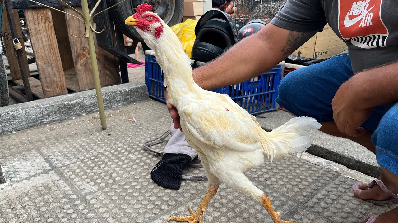VEJA A MAIOR FEIRA DAS GALINHAS DE ARAPIRACA A TRADIÇÃO NORDESTINA SEGUE VIVA NAS FEIRAS #nordeste