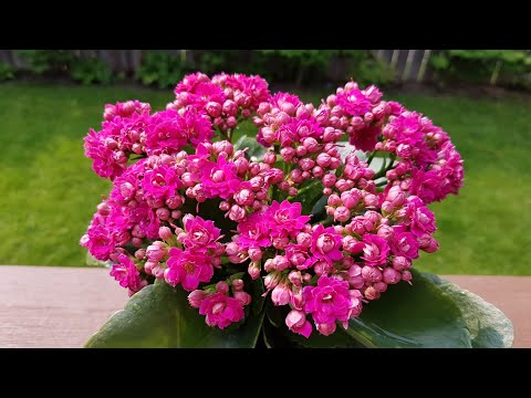 視頻: 長壽花（52張）：照顧家裡的裝飾花。室內植物開花時長什麼樣？