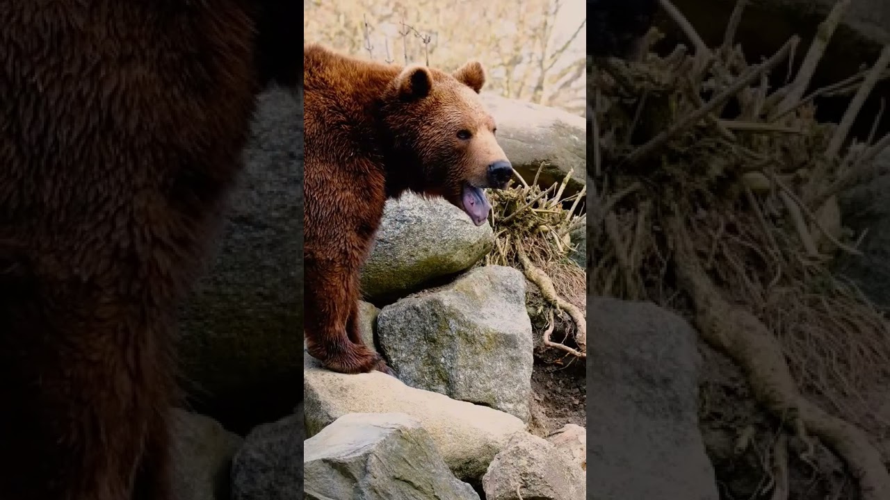 bear video | cute bear video 