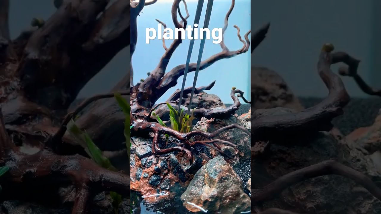 Planting Green Aquascape, Beautiful Aquascape 