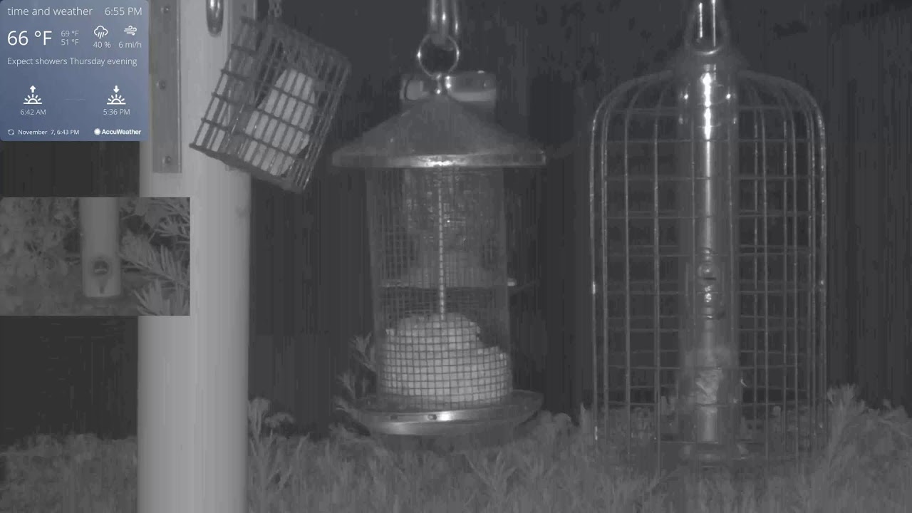 Live Bird Cam in Orlando Florida WE 11/07/2021 YouTube