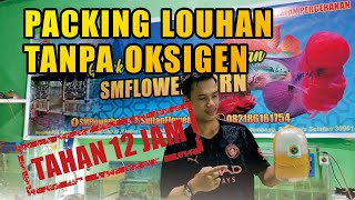 PACKING IKAN LOUHAN TANPA OKSIGEN TAHAN HINGGA 12 JAM