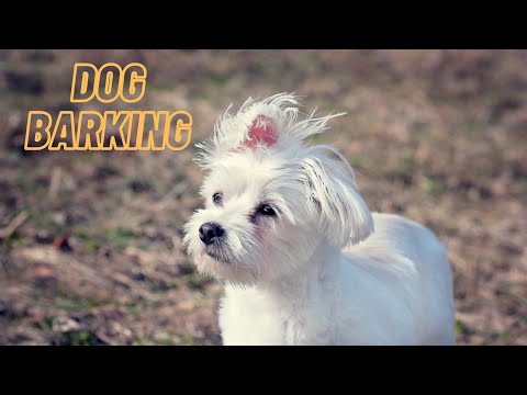 Small Maltese Dog