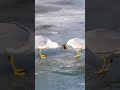 Seagulls want to eat shrimp 🦐 エビが食べたいカモメ #shorts