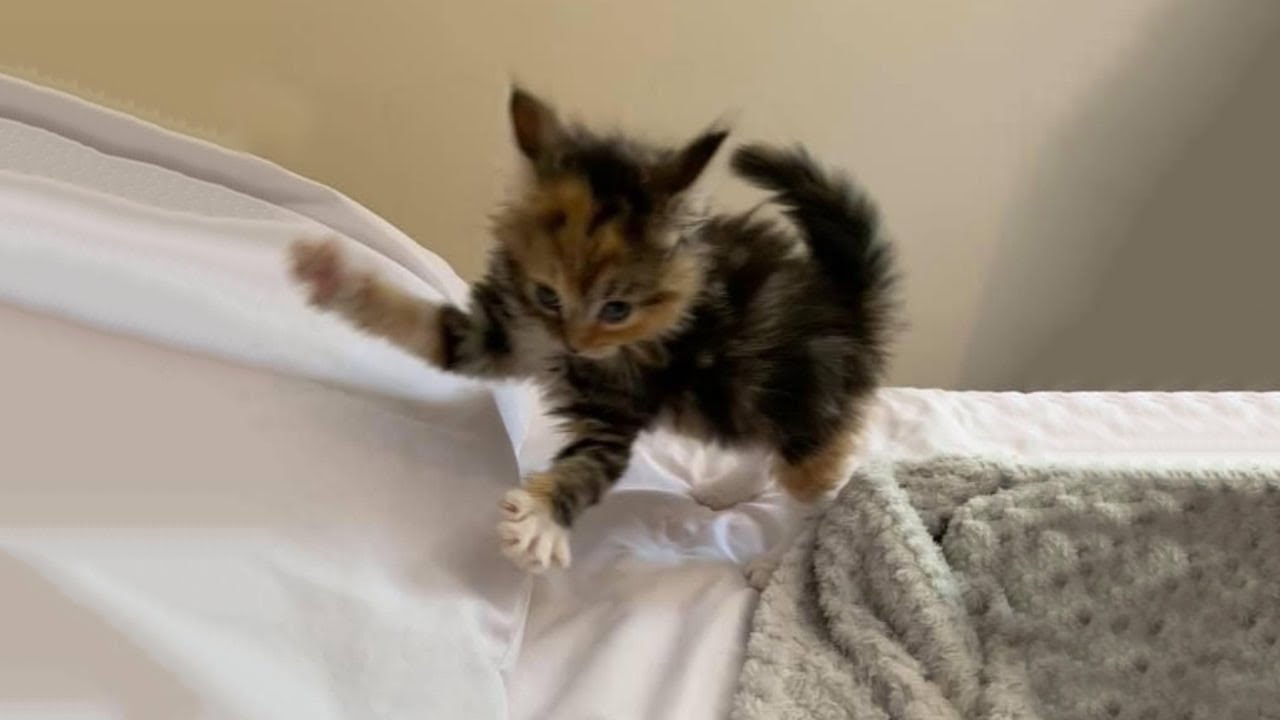 The Funniest Cat Videos 🐱 Try Not To Laugh Part 87