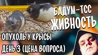 🐀 Бадум-тсс! Живность. День 3. Опухоль у крысы. Цена операционных услуг. Идем на поправку (Жути нет)