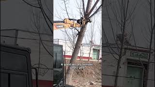 Cutting big tree process in rural