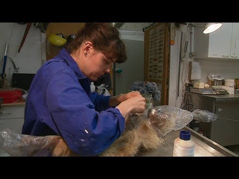 Vidéo: Est-ce que taxidermie est un mot ?