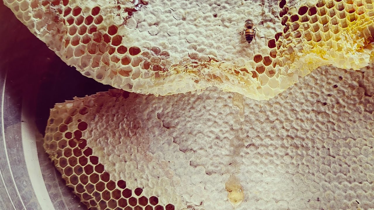 MANDI HIMACHAL PRADESH HONEY HARVASTING IN OUR TRADITIONAL BEEHIVE#apisceranaindica #india #tiktok