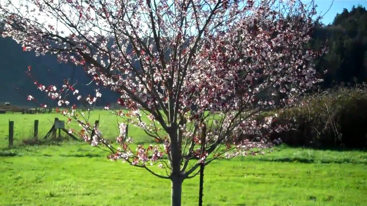 Orick Welcomes Visitors to Redwood National Park