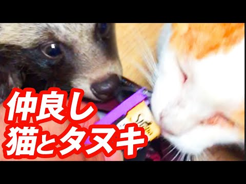 タヌキと猫がチュールを取り合う姿がかわいい件 Youtube