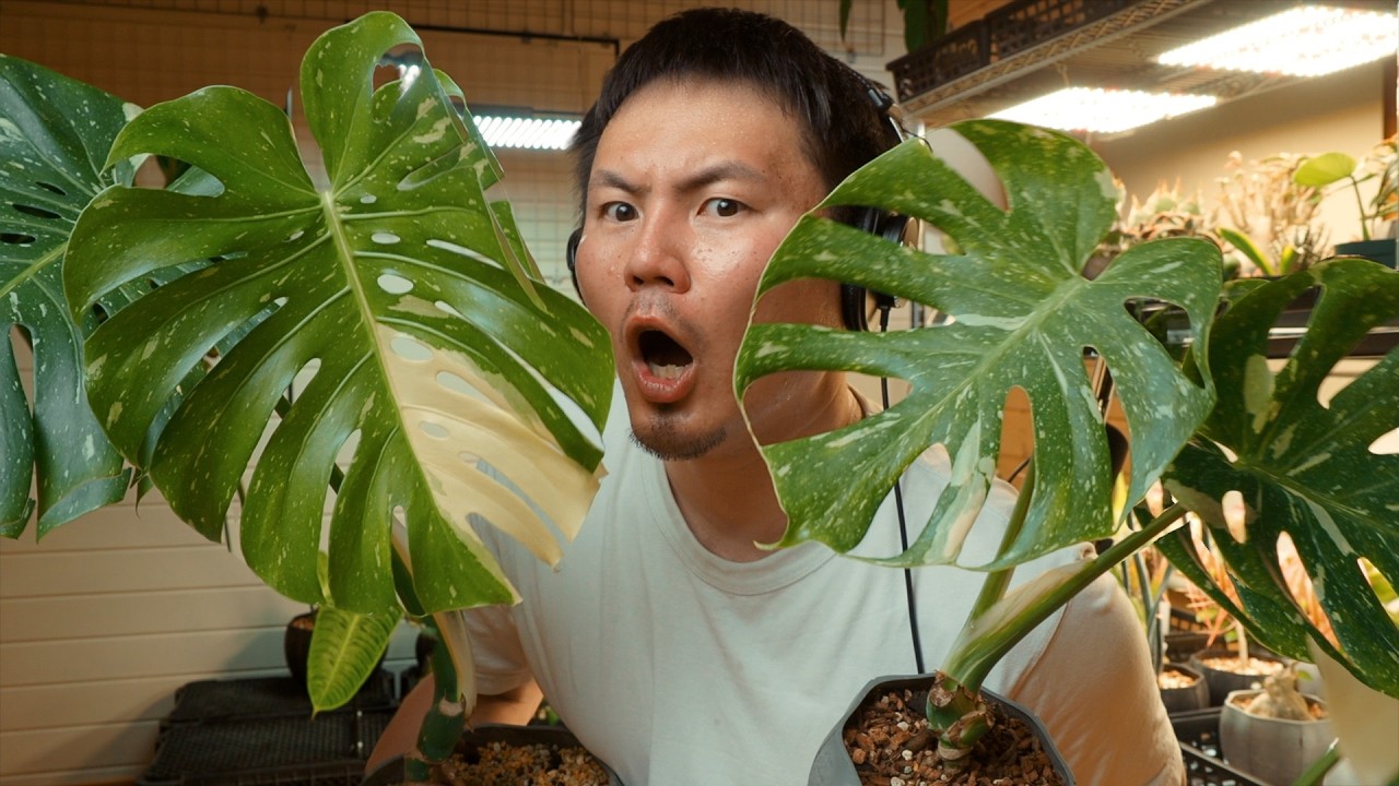 How to Grow a Monstera Thai Constellation: Keeping it Small and