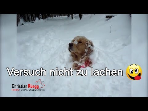 Video: Hunde im Schnee