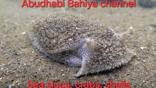 Abudhabi Bahiya channel: Sea slugs, crabs, shells