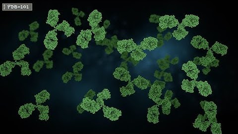 Immunology and Cancer 3: Immune Checkpoints: Biology and Therapeutic Strategies (from PDB-101)