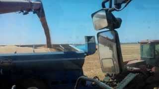 Wheat Harvest in Australia at Goangra Pastoral Company