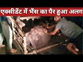 सड़क हादसे में भैंस का पैर हुआ अलग || Murrah Buffalo Injured in Haryana