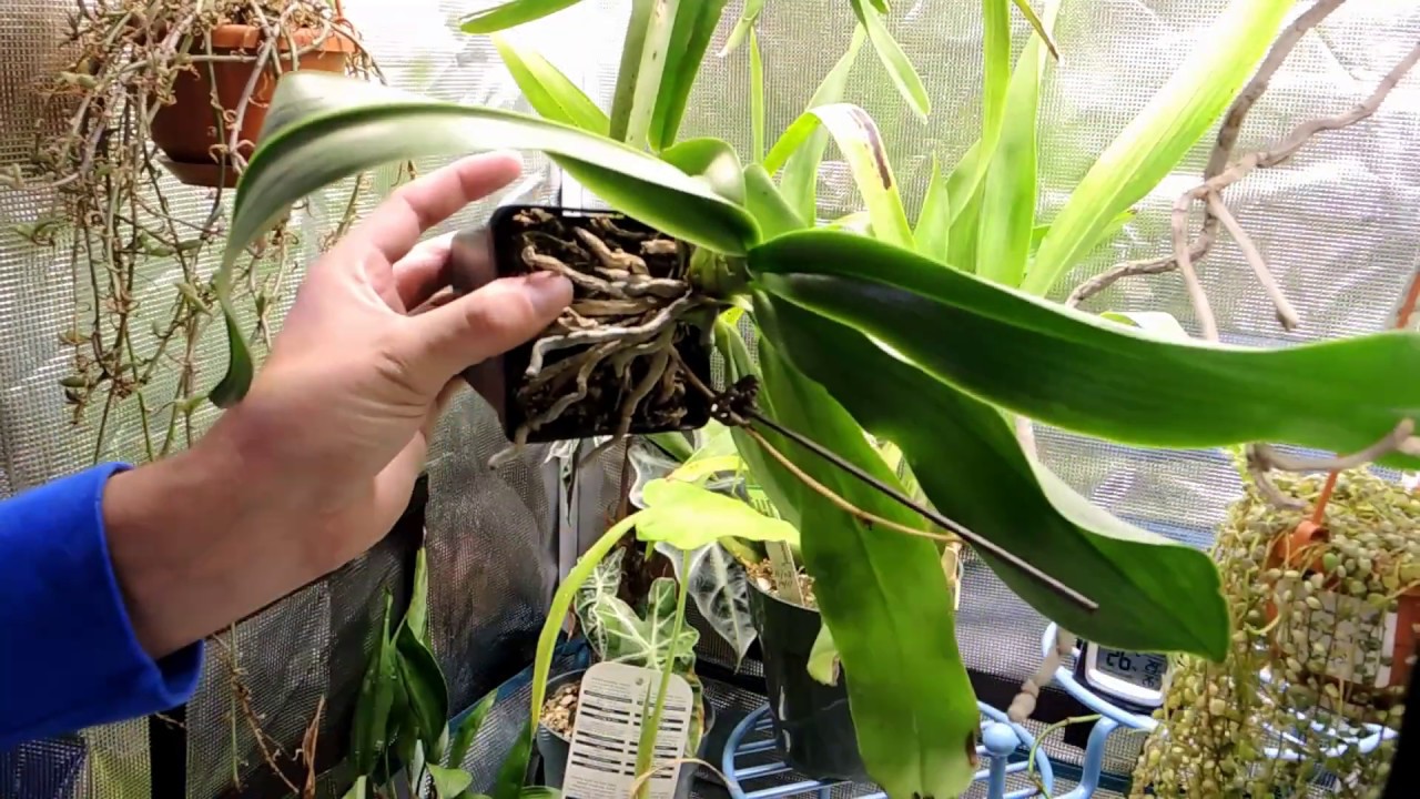 Mars Hydro Grow Tent and SP150  LED Grow Light one month after setup - what's Growing?