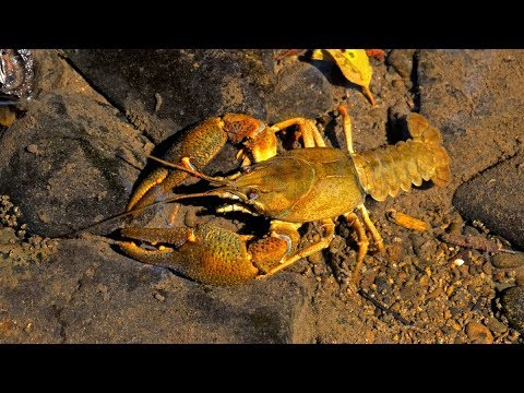 European wildlife – Noble crayfish (Astacus astacus)