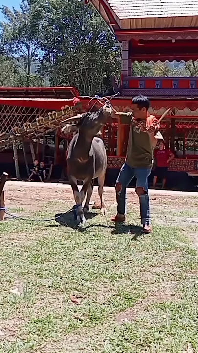 Download lagu SEKALI TEBAS LANGSUNG PUTUS 😲😲  #viral #budaya #indonesia