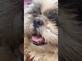 Cutest ever/puppy shorts/mom love/pet/dog #shortsfeed #viral #trending