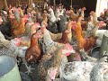 Ziwani poultry farm  kikuyu version part 1