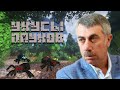 Укусы пауков: основы профилактики - Летние лайфхаки от Доктора Комаровского