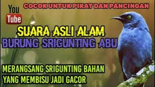 SUARA BURUNG SRIGUNTING ABU ASLI ALAM ||COCOK BUAT PIKAT DAN PANCINGAN