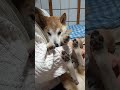 【ナイトライブ】柴犬ゴン18歳の夜遊び (2026/05/22)