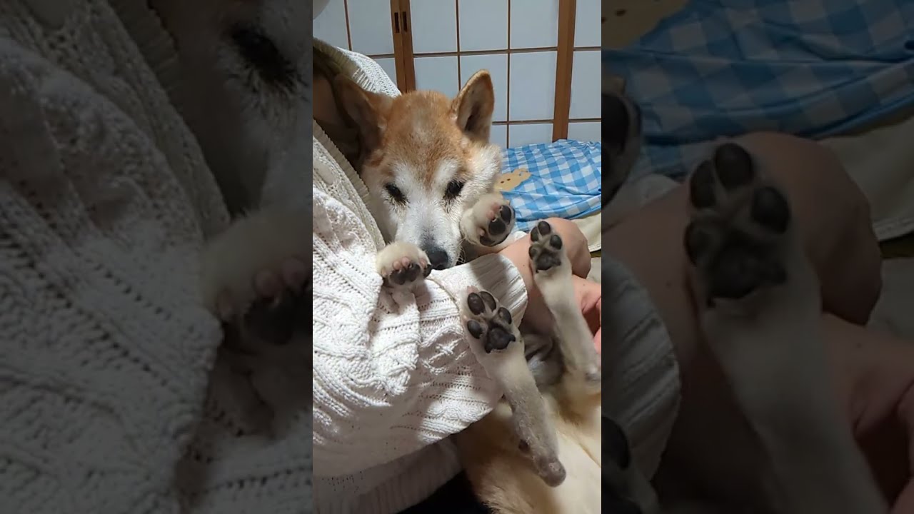 【ナイトライブ】柴犬ゴン18歳の夜遊び (2026/05/22)