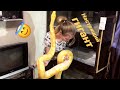 Гигантские змеи (сетчатый питон альбино)