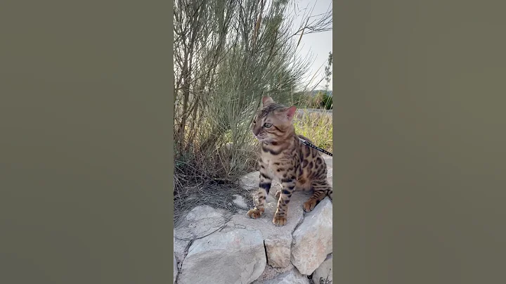 Video 11261841: bengal cat exploring, bengalcat cat, beautiful wild cat