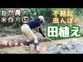【自然農の米作り】⑤不耕起田んぼに手で田植え：2019年6月23日