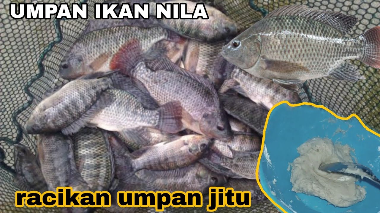 Racikan Umpan Mancing Ikan Nila Dan Semua Jenis Ikan (ikan mas/nila