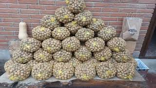 Feria de la Nuez de Pedroso (La Rioja)