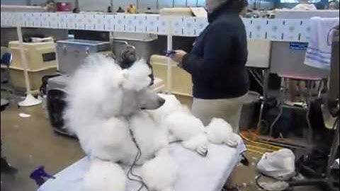 International Kennel Club Chicago