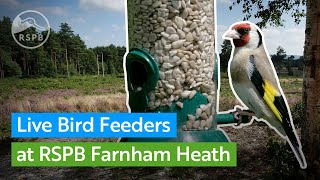 Preview of stream RSPB Farnham Heaths feeder camera