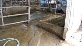 牛舎の掃除中の様子（視聴に注意して下さい。３月１３日撮影）