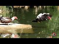 AVES EN ESTELLA-LIZARRA