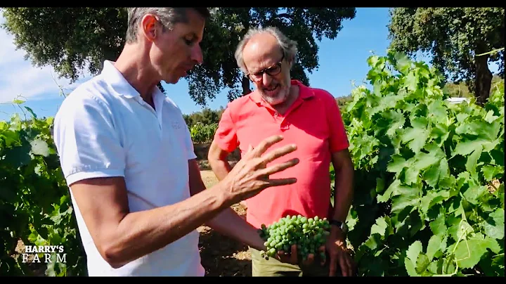 Harry's Farm visits Chateau Loube to see how they create their Ros wine