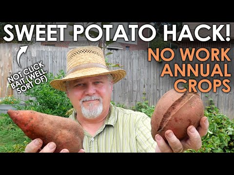 Sweet Potato Hack! Crops Year After Year! 