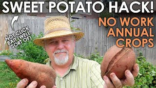 Sweet Potato Hack! Crops Year After Year! || Black Gumbo