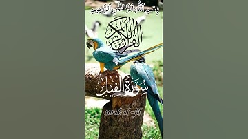 Surah Al-Fil (سورة الفيل) | A Powerful Reminder of Divine Protection | Beautiful Quran Tilawat