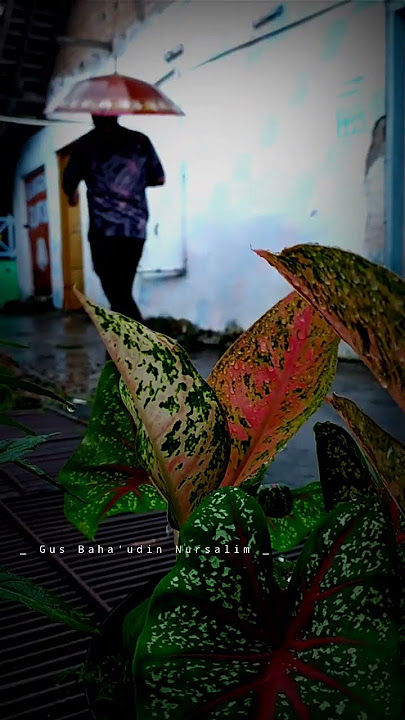 Story WA Gus Baha Cara Mendidik Anak #storybijak #ngajinu #gusbaha
